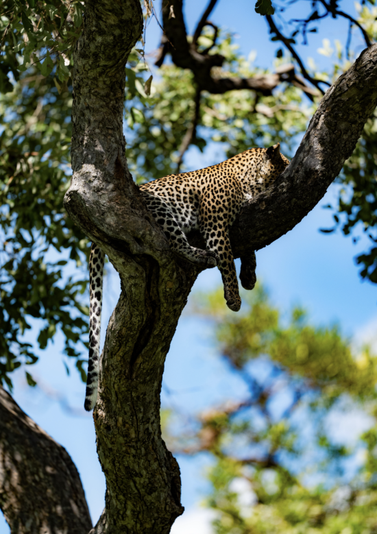 Leopard | Ameliya safaris